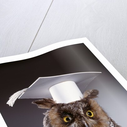 1990s wise old owl wearing white mortarboard graduation cap by Anonymous