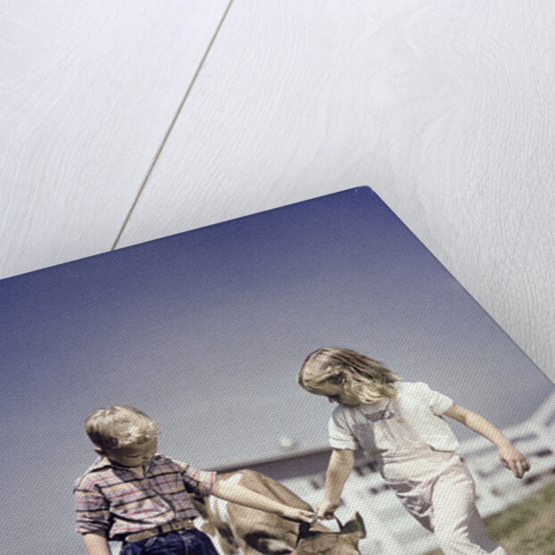 1940s 1950s boy girl leading young calf on farm by Anonymous