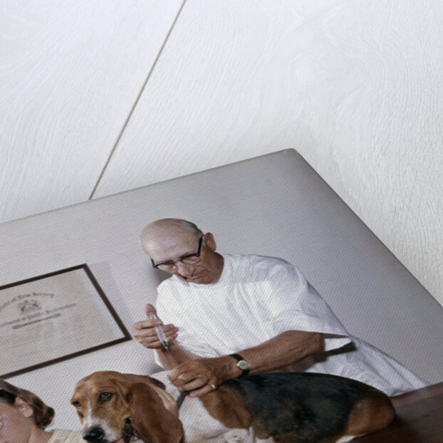 1960s little girl hiding eyes with as pet basset hound gets injection from veterinarian by Anonymous