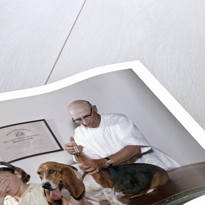 1960s little girl hiding eyes with as pet basset hound gets injection from veterinarian by Anonymous