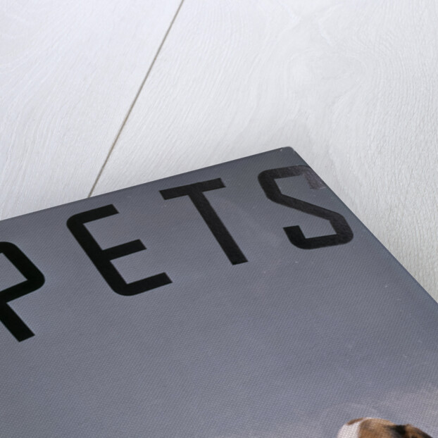 1960s puppy dogs for sale in pet store window by Anonymous