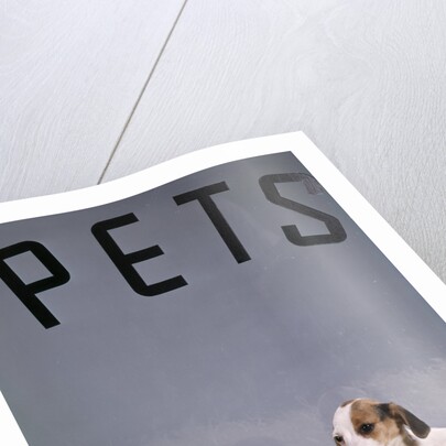 1960s puppy dogs for sale in pet store window by Anonymous