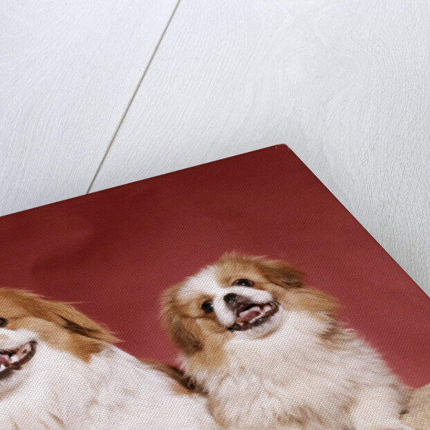 1970s two pekinese dogs brown and white big little leaning tongues out cute looking at camera by Anonymous