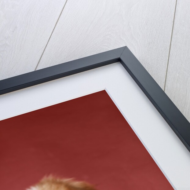 1970s two pekinese dogs brown and white big little leaning tongues out cute looking at camera by Anonymous