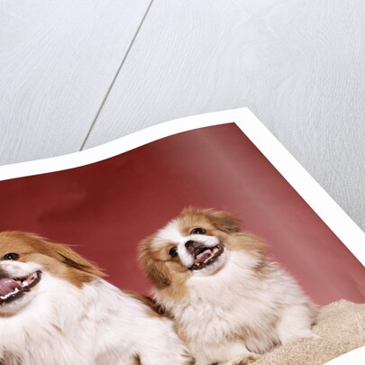 1970s two pekinese dogs brown and white big little leaning tongues out cute looking at camera by Anonymous