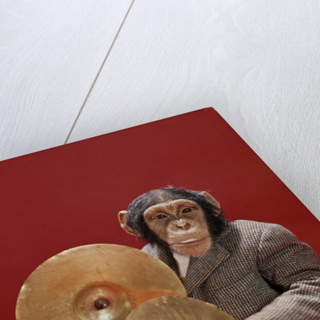 1960s chimpanzee wearing suit and tie playing cymbals by Anonymous