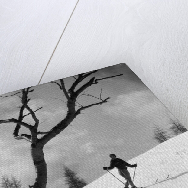 1920s 1930s silhouette of woman cross country skier near old tree by Anonymous