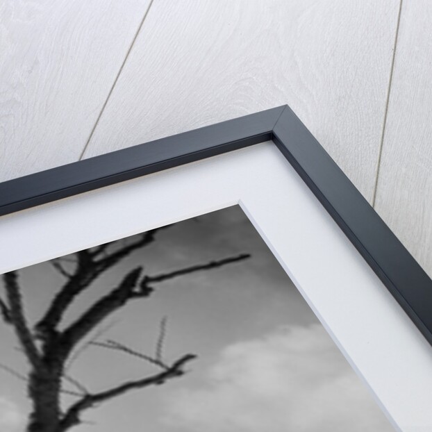 1920s 1930s silhouette of woman cross country skier near old tree by Anonymous