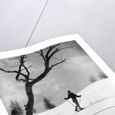 1920s 1930s silhouette of woman cross country skier near old tree by Anonymous