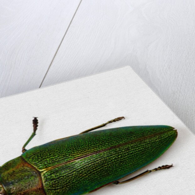 Top view of Steraspis speciosa green beetle by Anonymous