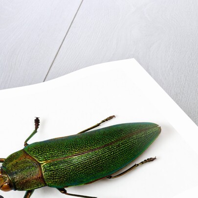 Top view of Steraspis speciosa green beetle by Anonymous