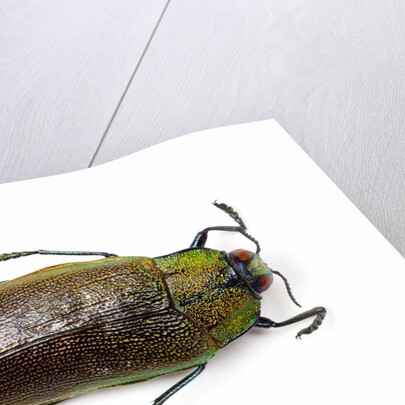 Jewel beetle top view on white background of Sterapis specisosa red form by Anonymous