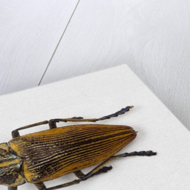 Jewel beetle Polybothris lesnei on white background by Anonymous