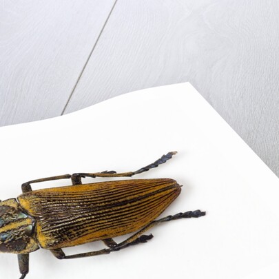 Jewel beetle Polybothris lesnei on white background by Anonymous