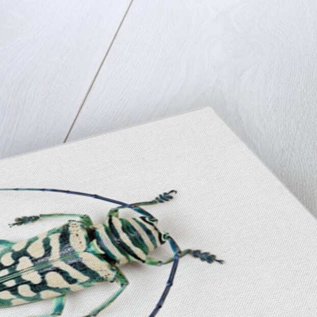 Sternotomis bohemani bohndorffi long horned beetle view from above by Anonymous