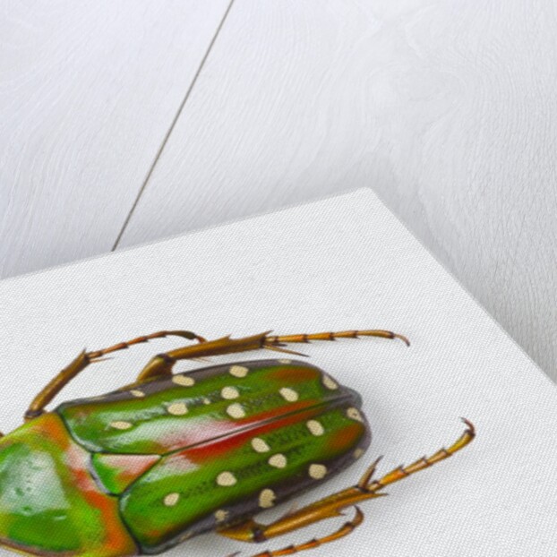 Flower beetle Stephanorrhina guttata top view by Anonymous