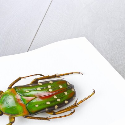 Flower beetle Stephanorrhina guttata top view by Anonymous
