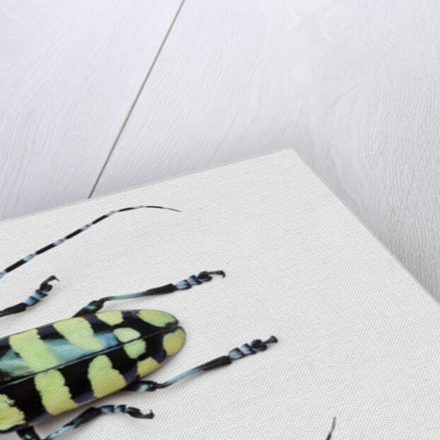 Horned Beetle Male Anoplophora zonatrix macro views by Anonymous