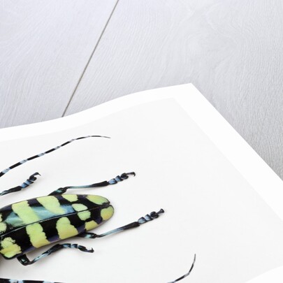 Horned Beetle Male Anoplophora zonatrix macro views by Anonymous