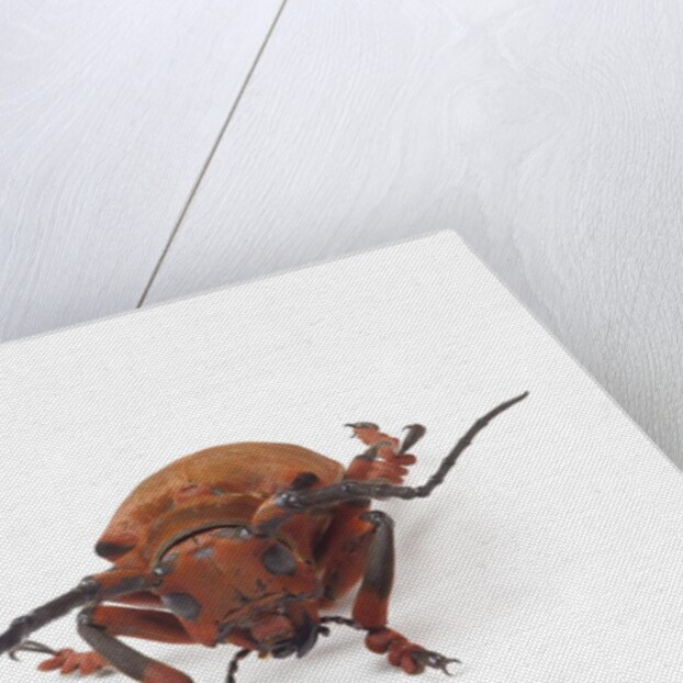 Head on view of long horned beetle Joessi sanguinolenta by Anonymous