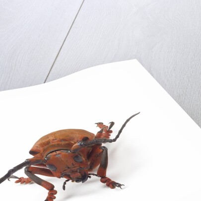 Head on view of long horned beetle Joessi sanguinolenta by Anonymous
