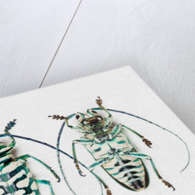 Sternotomis bohemani bohndorffi long horned beetle top and bottom view by Anonymous