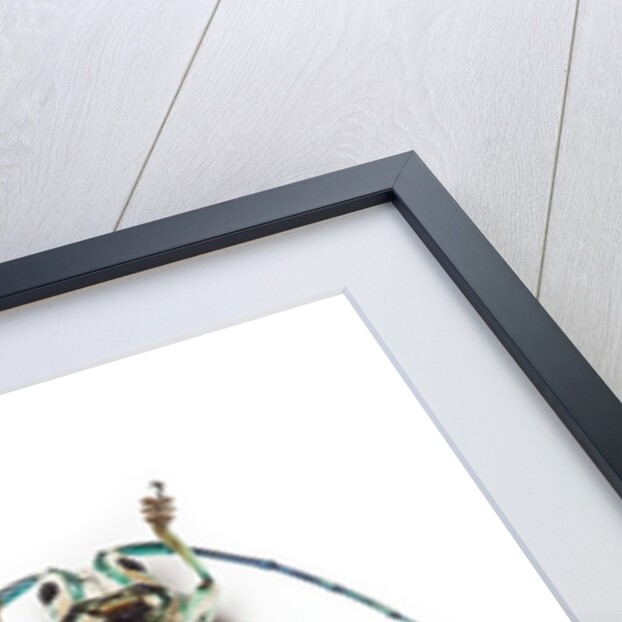 Sternotomis bohemani bohndorffi long horned beetle top and bottom view by Anonymous