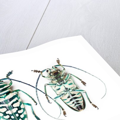 Sternotomis bohemani bohndorffi long horned beetle top and bottom view by Anonymous