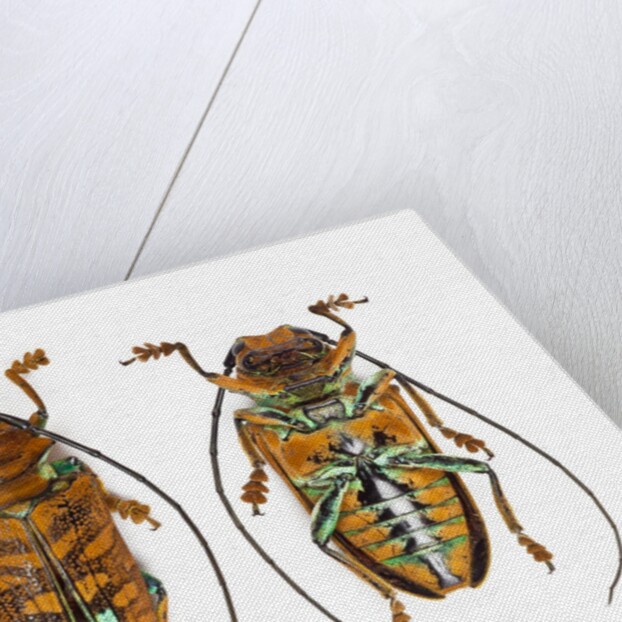 Top and Bottom view on Sternotomis chrysopras long horned beetle by Anonymous
