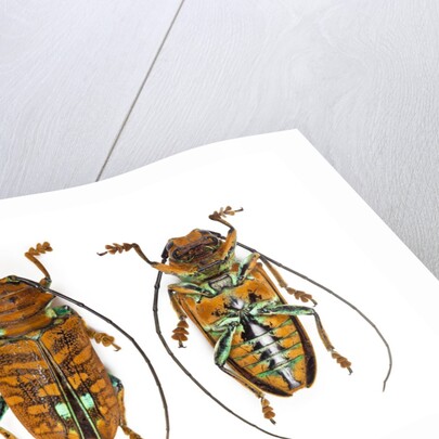 Top and Bottom view on Sternotomis chrysopras long horned beetle by Anonymous