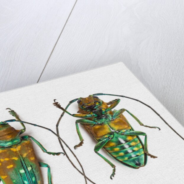Top & Bottom view of long horned beetle Sternotomis variabilis semirufescens by Anonymous