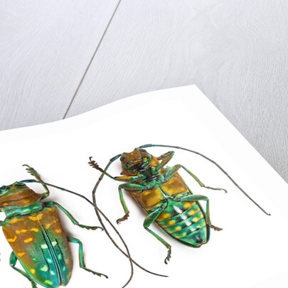 Top & Bottom view of long horned beetle Sternotomis variabilis semirufescens by Anonymous