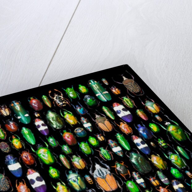 Beetle lay out on black back ground in multi colors and shapes by Anonymous