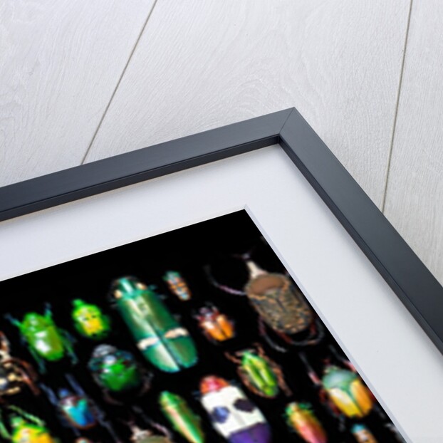 Beetle lay out on black back ground in multi colors and shapes by Anonymous