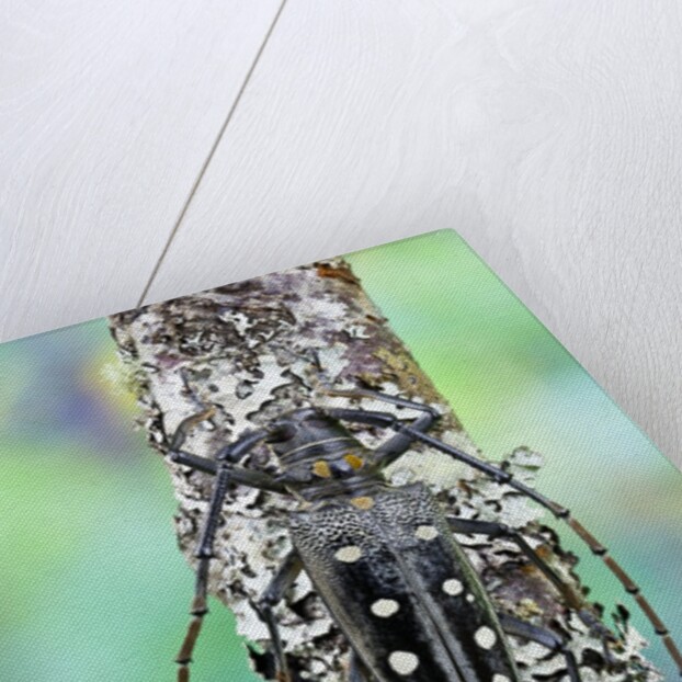 Long horned beetle on lichen branch. Batocera parryi by Anonymous