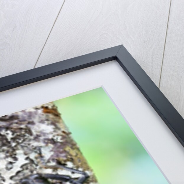 Long horned beetle on lichen branch. Batocera parryi by Anonymous