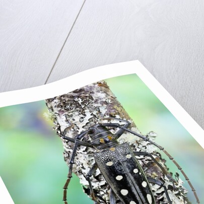 Long horned beetle on lichen branch. Batocera parryi by Anonymous