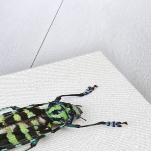 Horned Beetle Male Anoplophora zonatrix macro views by Anonymous