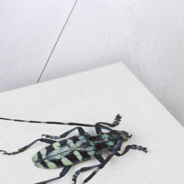 Horned Beetle Male Anoplophora zonatrix macro views by Anonymous