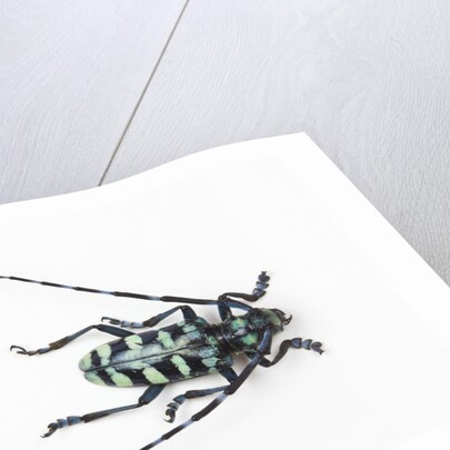 Horned Beetle Male Anoplophora zonatrix macro views by Anonymous