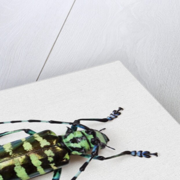 Horned Beetle Male Anoplophora zonatrix macro views by Anonymous