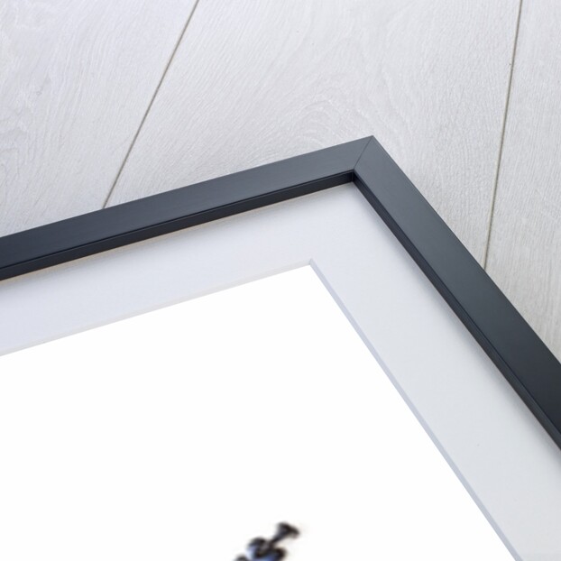 Horned Beetle Male Anoplophora zonatrix macro views by Anonymous