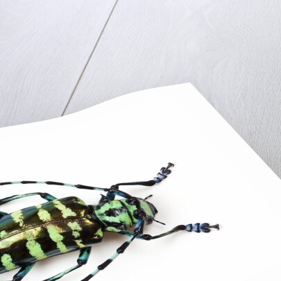 Horned Beetle Male Anoplophora zonatrix macro views by Anonymous