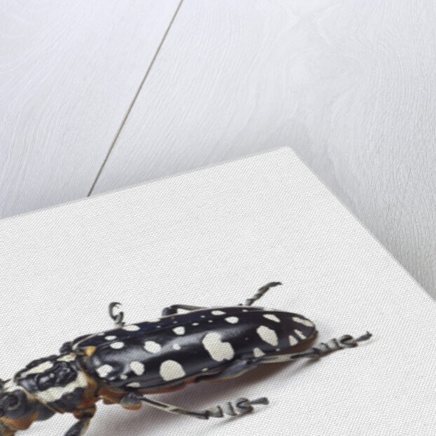Side view of long horned beetle Threnetica lacrymans against white background by Anonymous