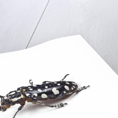 Side view of long horned beetle Threnetica lacrymans against white background by Anonymous