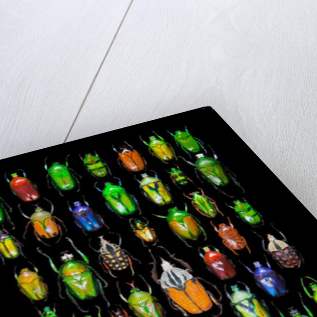 Beetle lay out on black back ground in multi colors and shapes by Anonymous