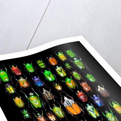 Beetle lay out on black back ground in multi colors and shapes by Anonymous