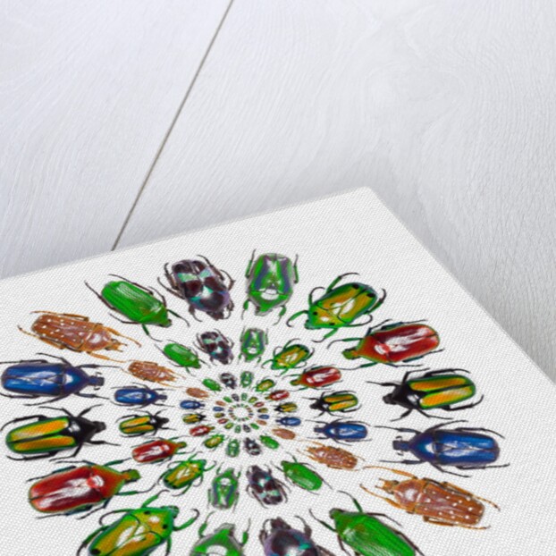 Flower Beetles in circular pattern design by Anonymous