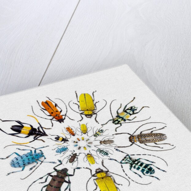 Long Horned Beetle in Circular pattern by Anonymous