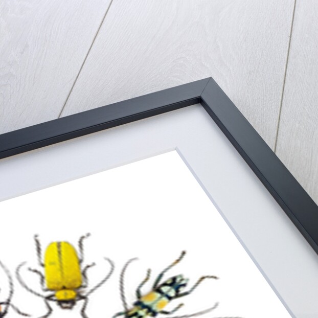 Long Horned Beetle in Circular pattern by Anonymous